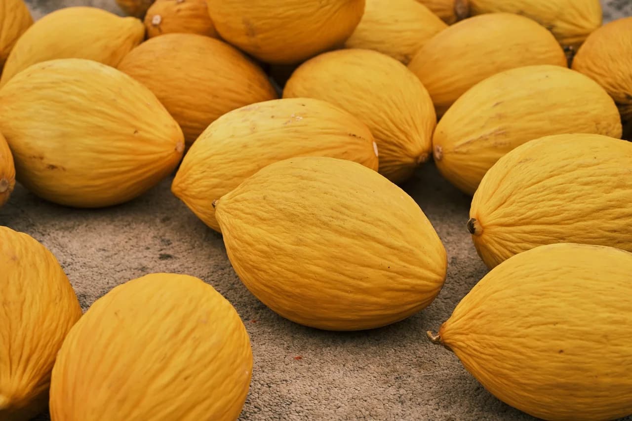 Canary melons piled on dry ground with yellow wrinkled rinds