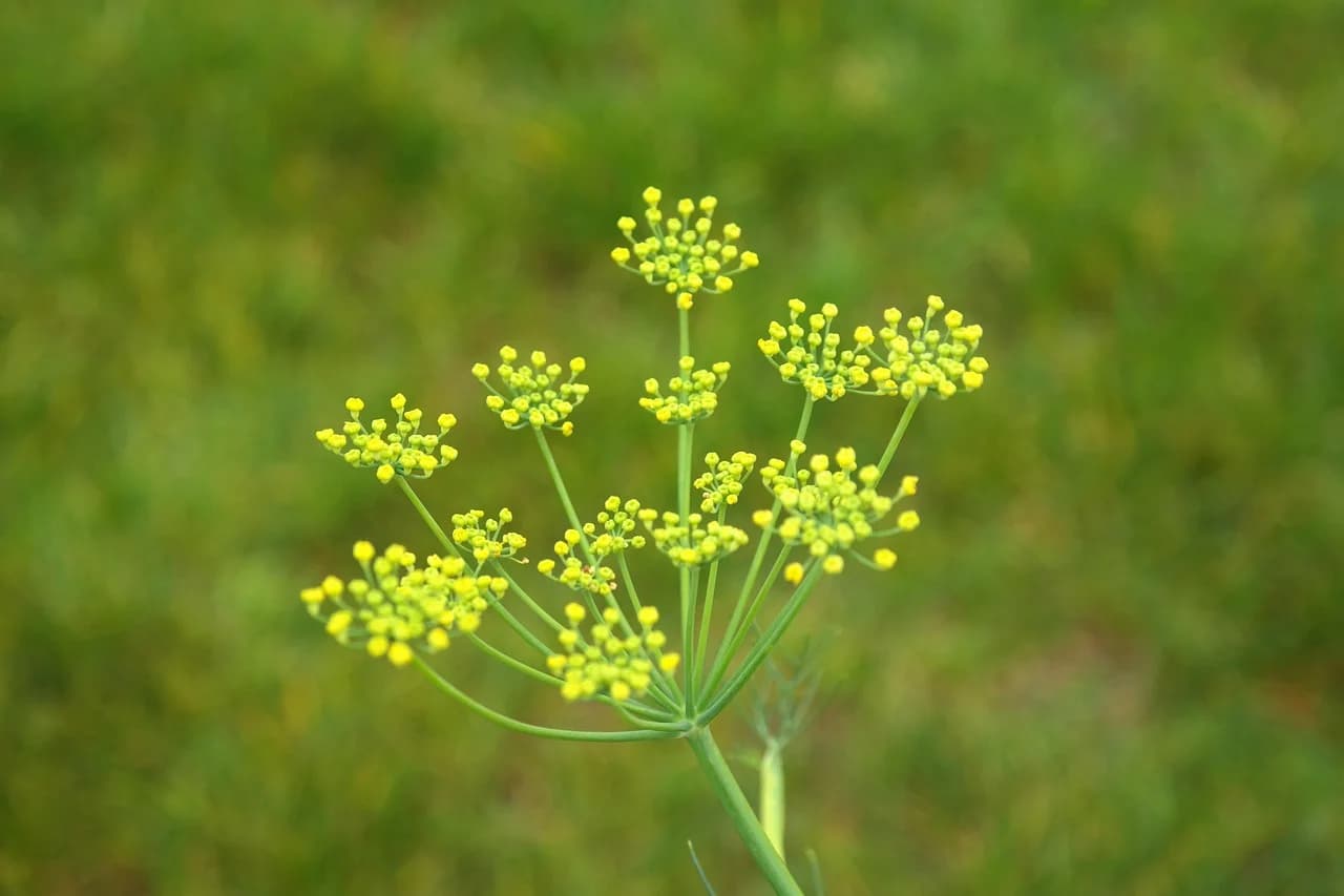 Fennel umbels of small yellow flowers on a green stalk against a blurred green background
