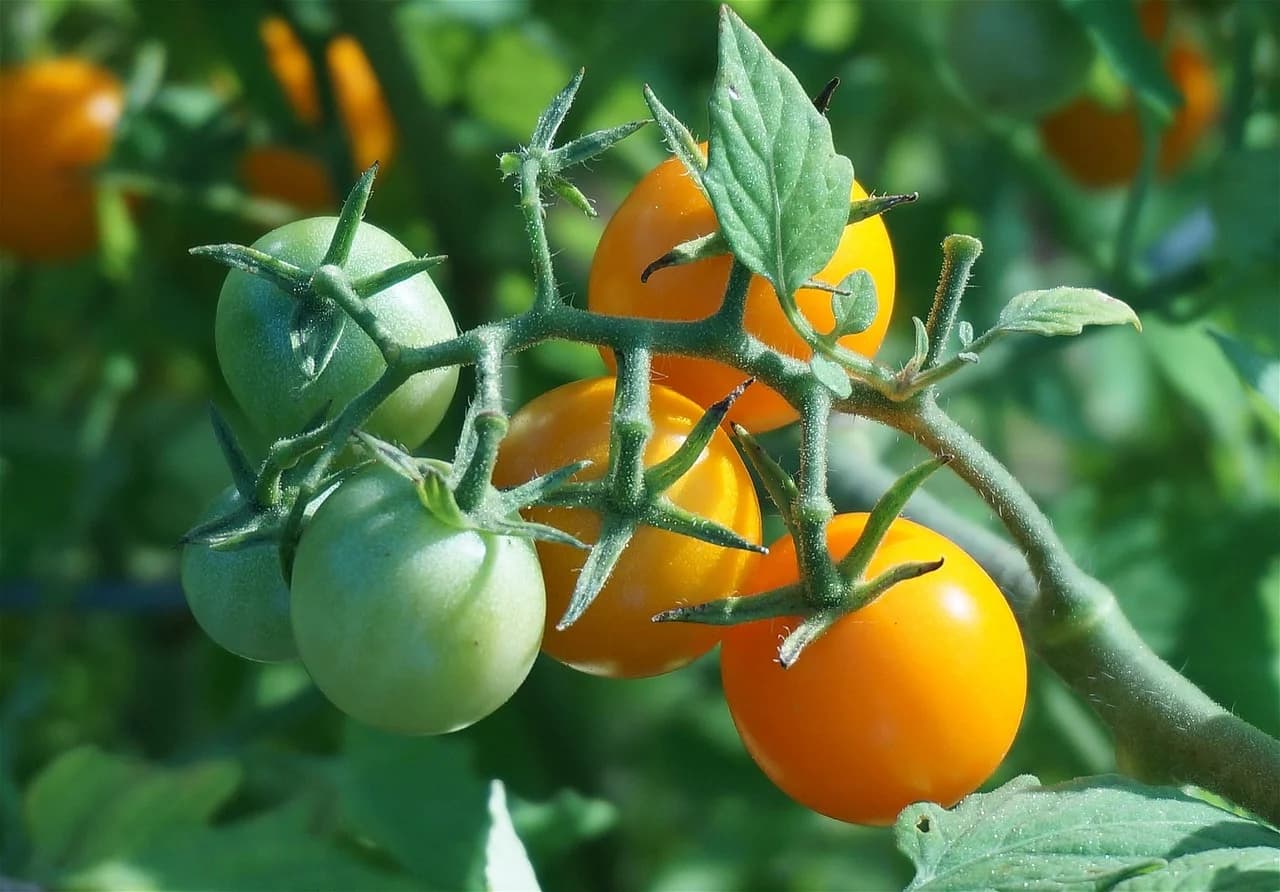 Cherry tomato vine with yellow-orange and green small fruit and leaves