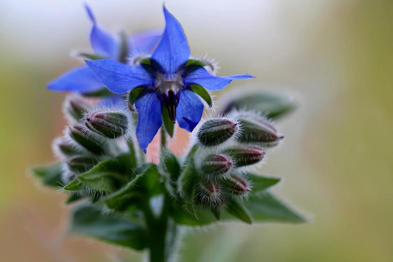 Borage blue star-shaped flower above hairy green buds on a soft blurred background