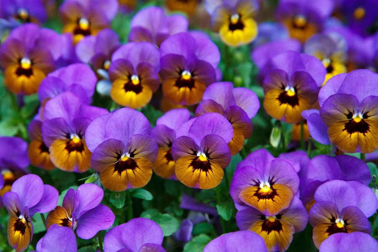 Bed of purple and orange pansies in full bloom with green leaves