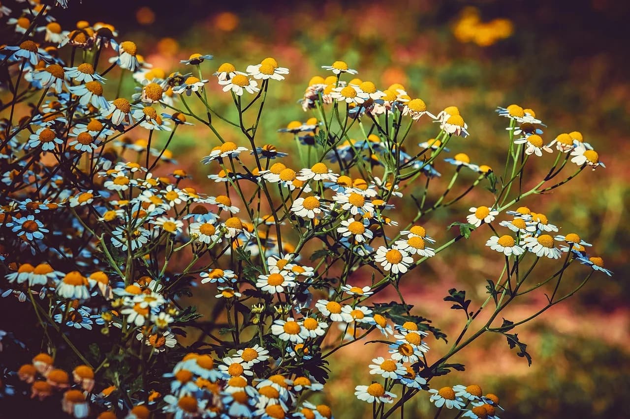 Feverfew plant with many white daisy-like flowers and yellow centers growing in a garden