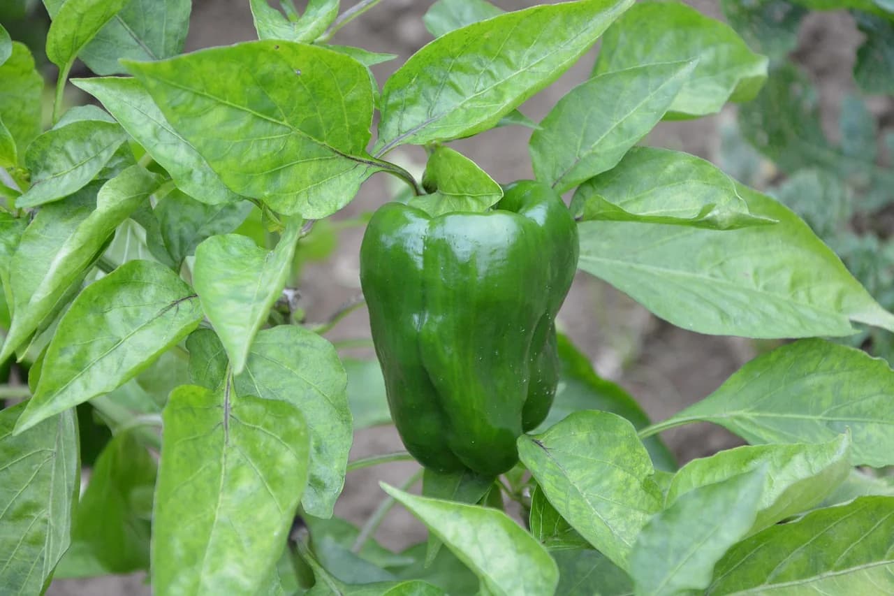 Green bell pepper fruit growing on a pepper plant among broad green leaves