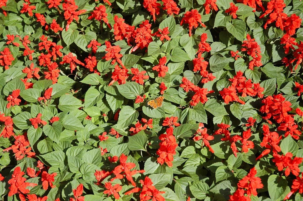 Scarlet sage bedding plants with red flower spikes and green leaves in a garden bed