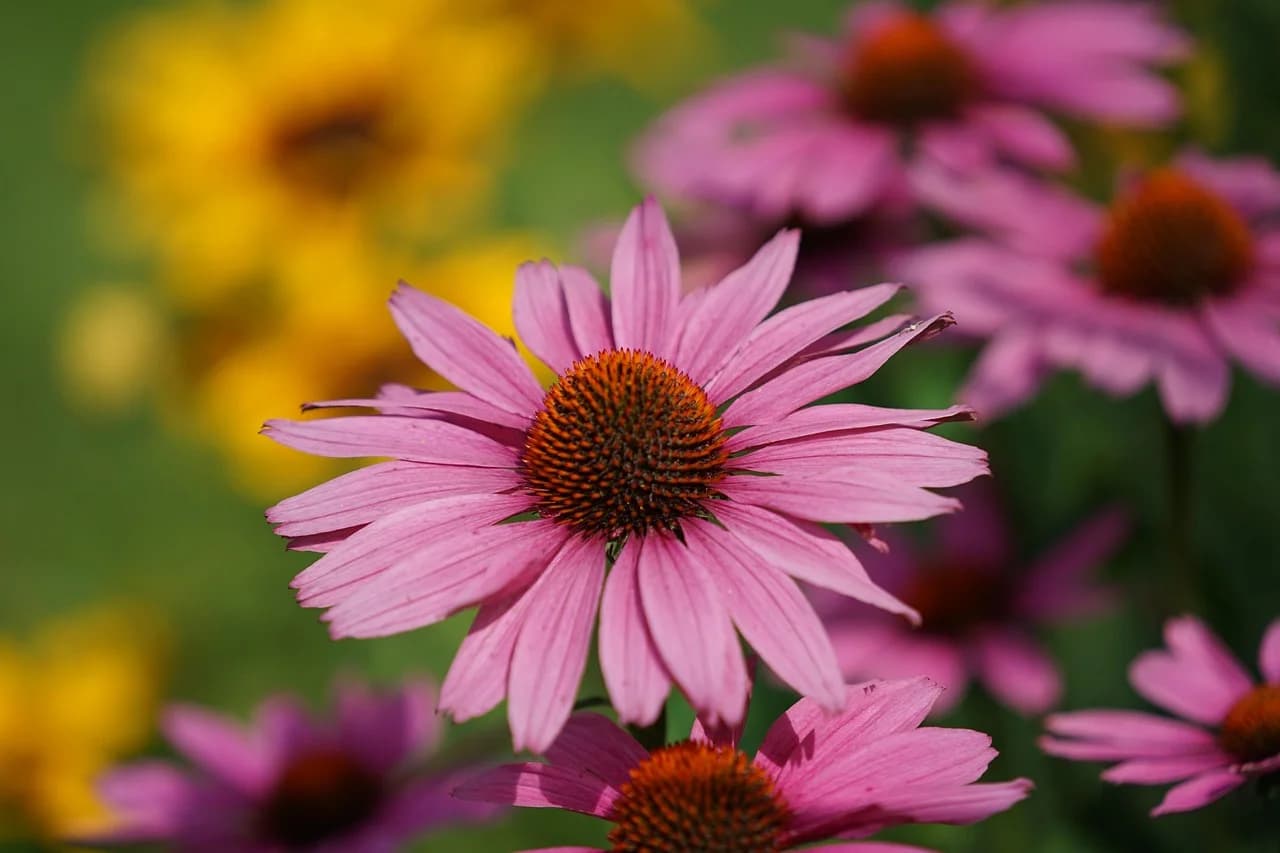 Purple coneflower blooms with pink drooping petals and orange central cones in a sunlit garden