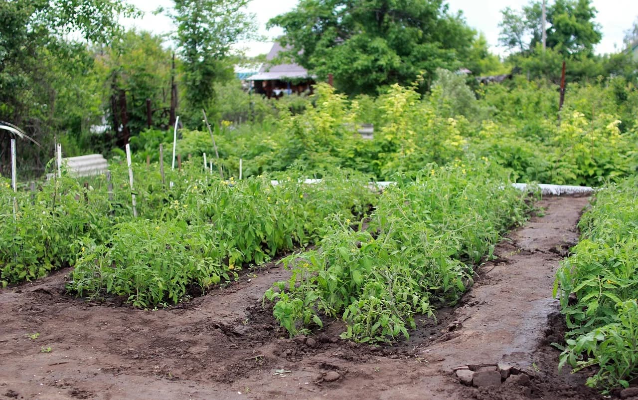 Tomato plants growing in rows in a garden bed