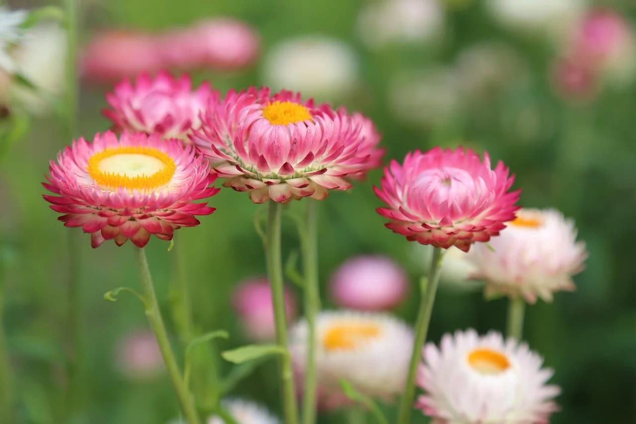 Pink and white strawflowers with yellow centers growing on tall stems in a garden bed