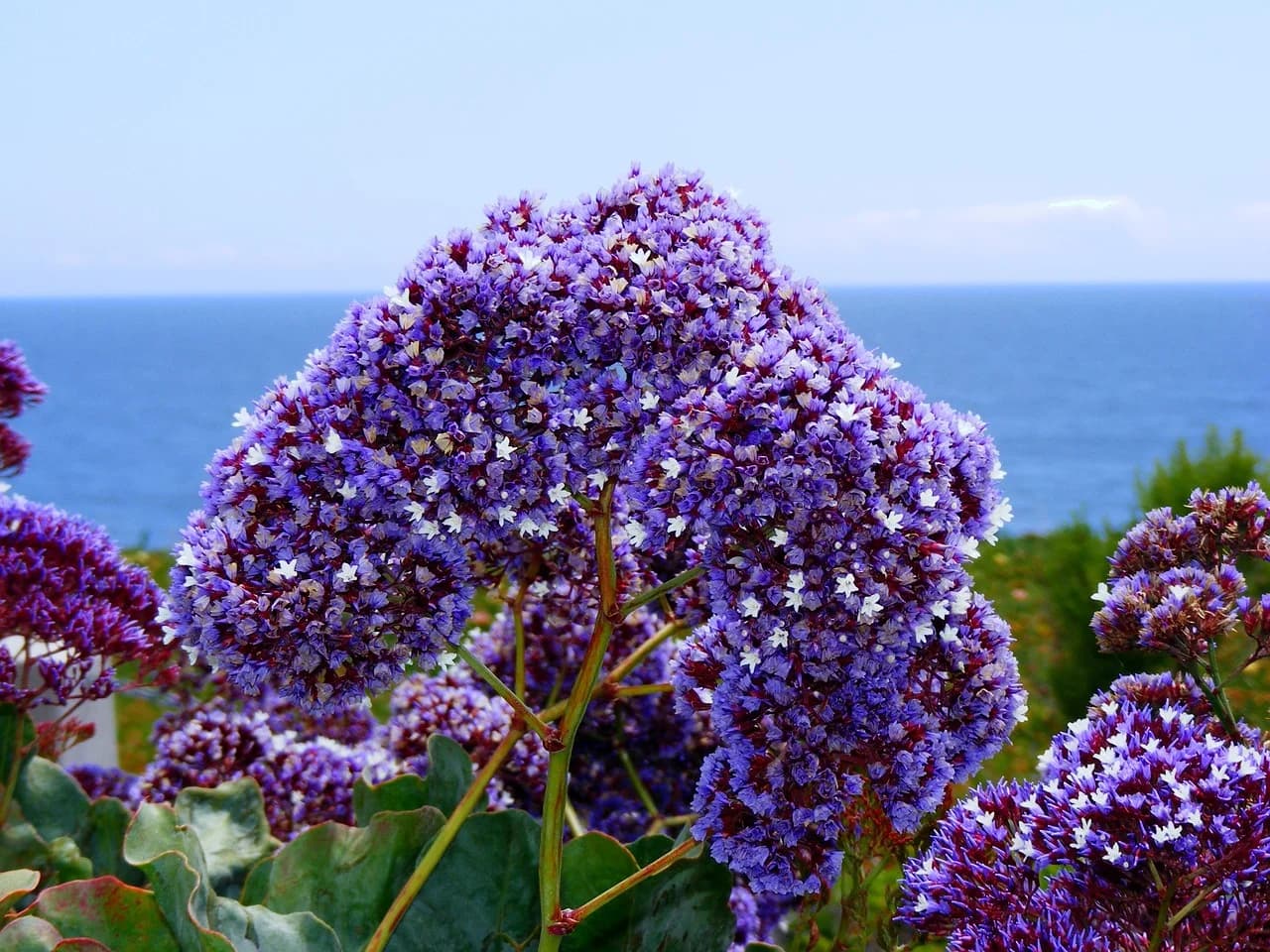 Statice flower heads with purple papery blooms and small white flowers against a blue sea backdrop