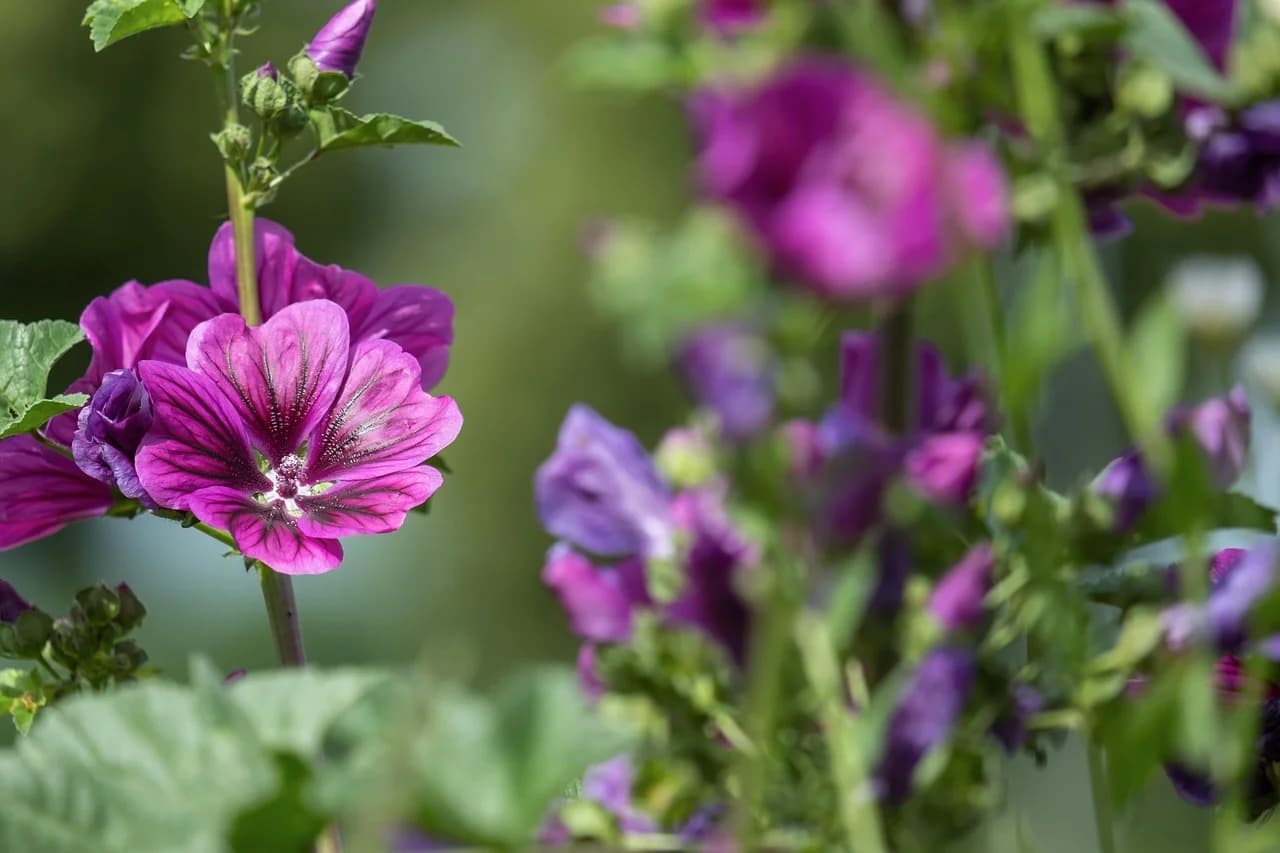 Common Mallow flowers with purple veined petals and buds growing on branching stems