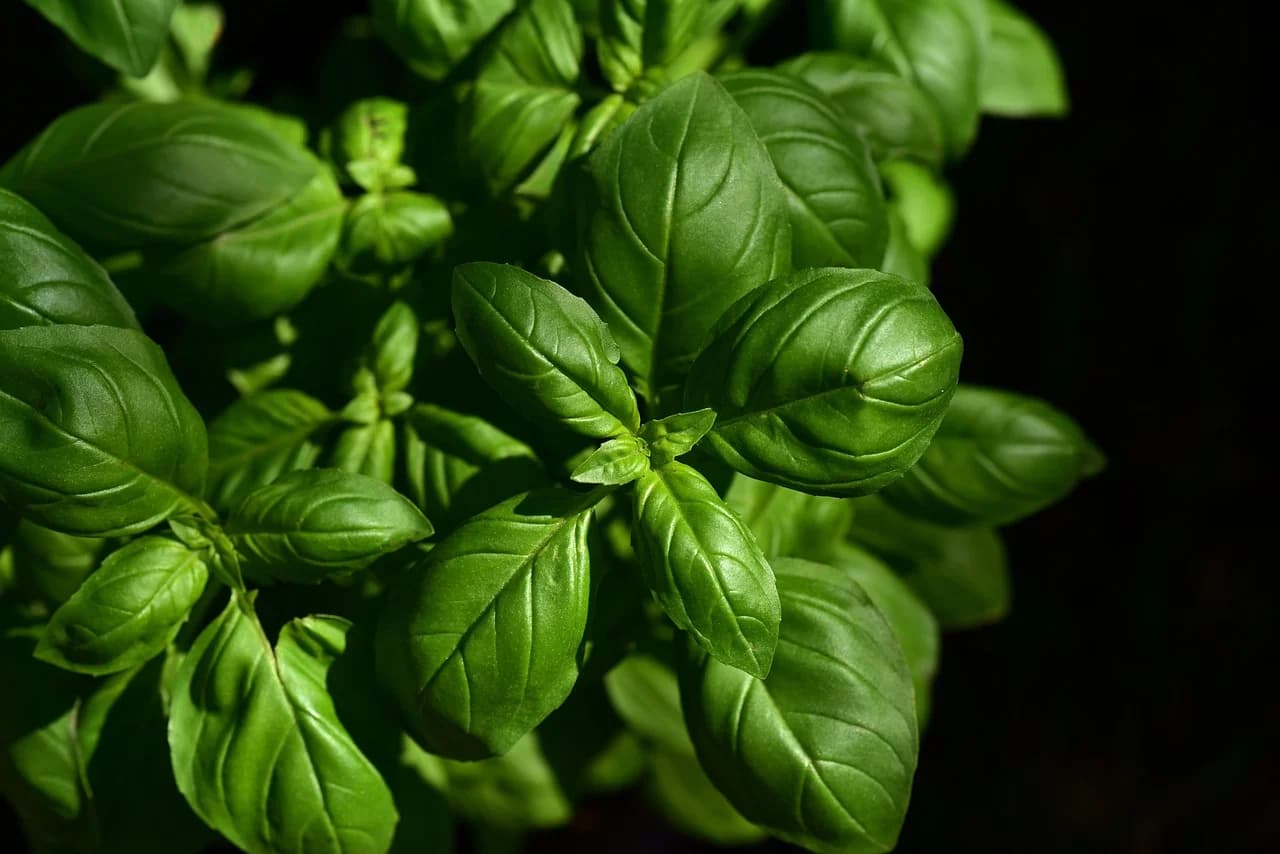 Genovese basil plant with bright green leaves against a dark background