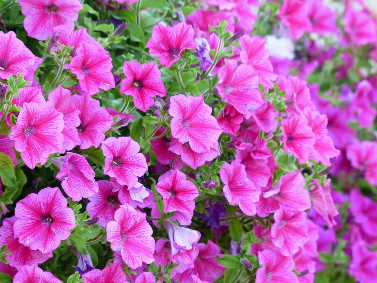 Pink petunia plants in full bloom with dense trumpet flowers