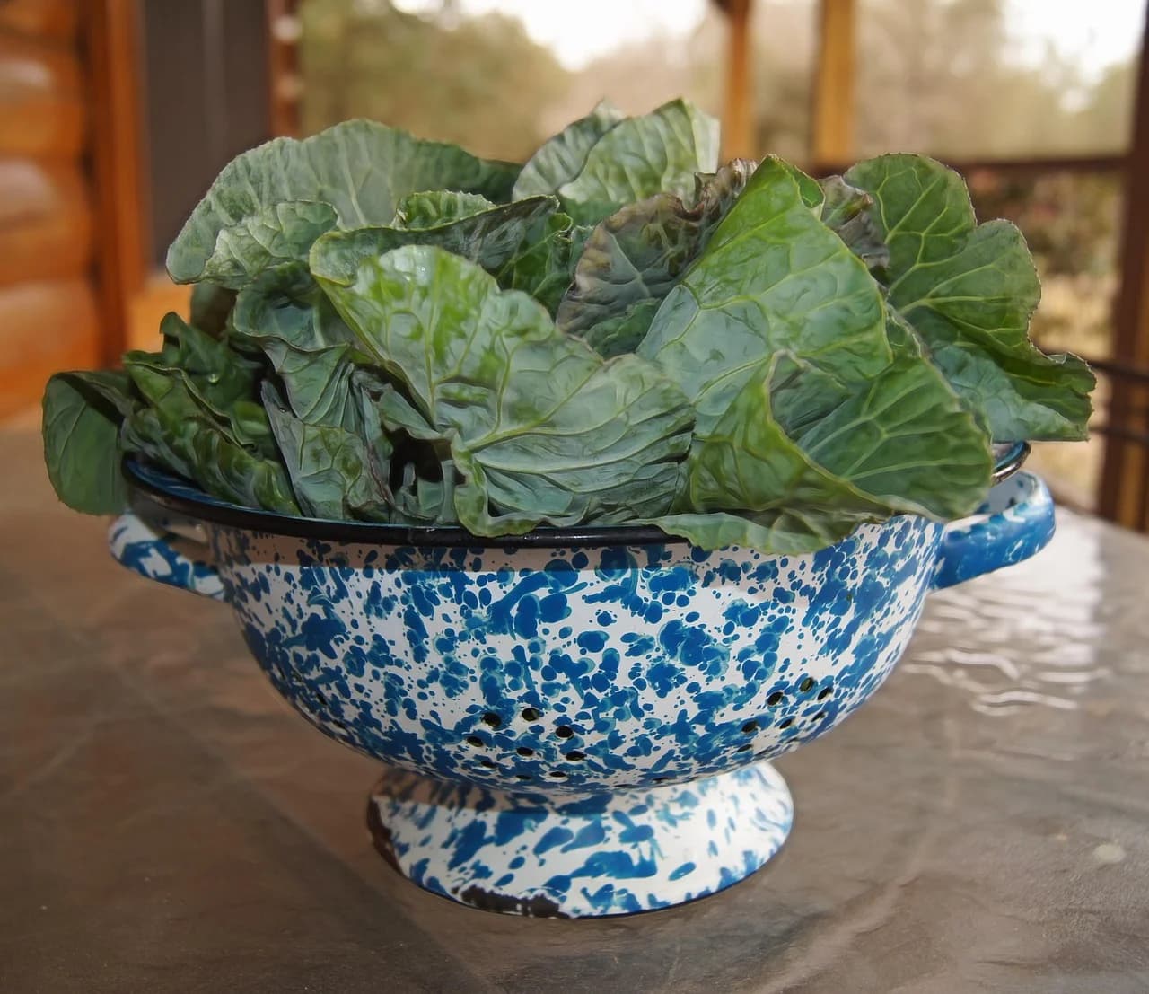 Collard Greens leaves freshly picked and piled in a blue speckled colander