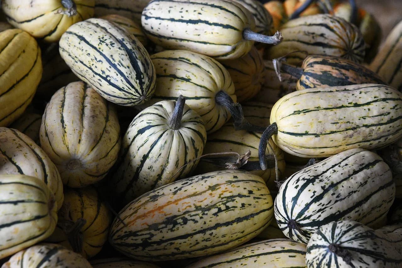 Delicata squash piled together, cream-colored fruits with green striping and dark stems