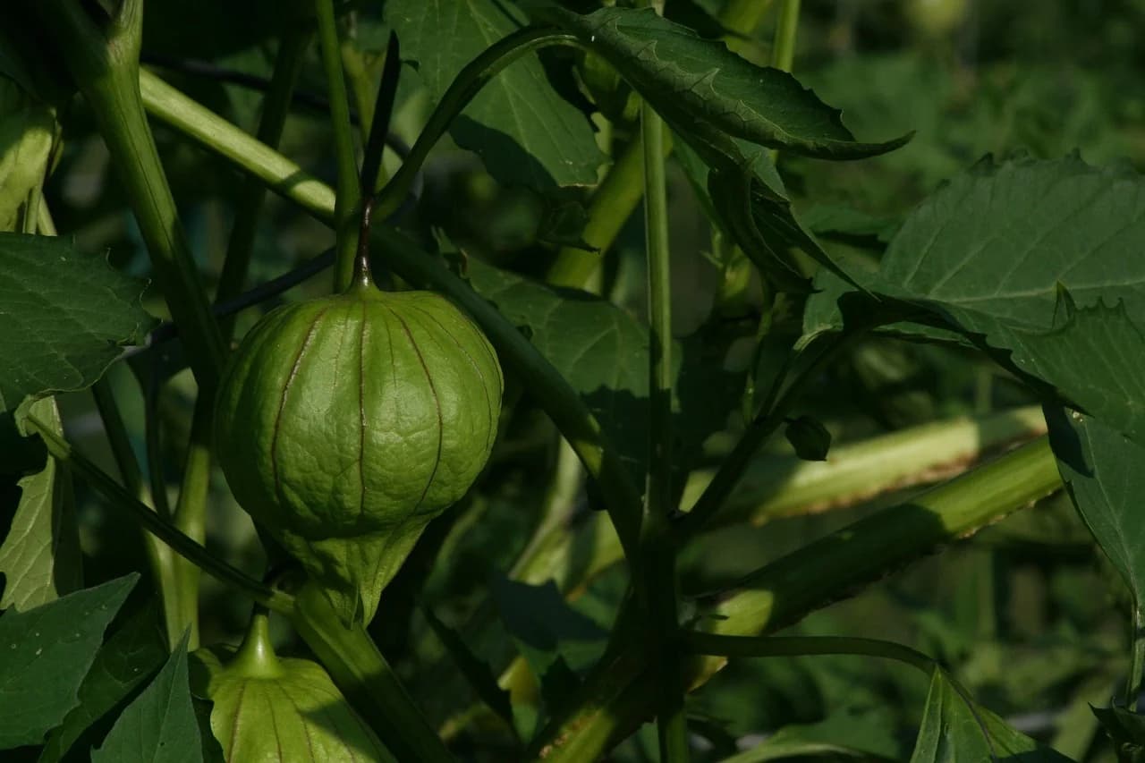 Green tomatillo fruit in its papery husk growing on a leafy plant