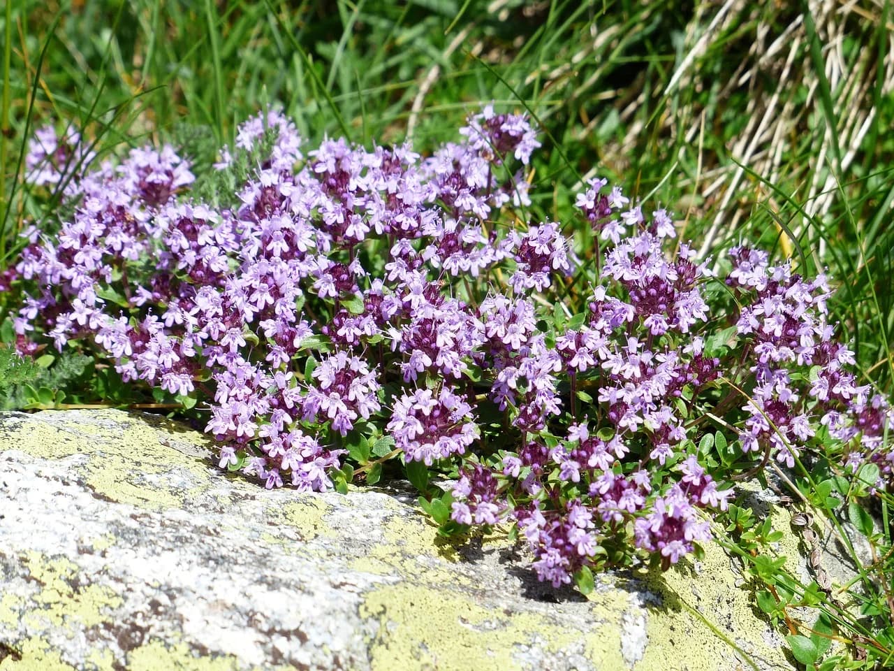 Creeping Thyme cushion of purple flowers growing over a lichen-covered rock with grass behind
