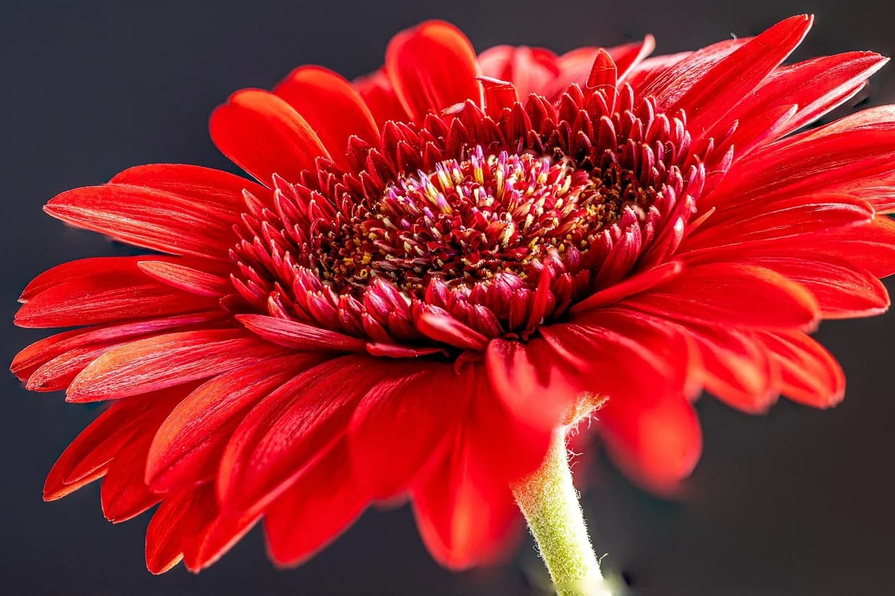 Gerbera Daisy red flower with dense petals and green stem against a dark background