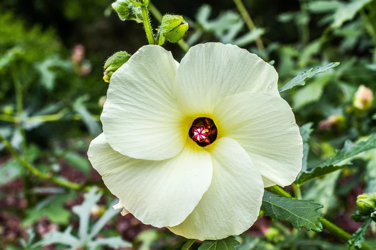Okra flower with cream petals, yellow throat and red center on a leafy green plant