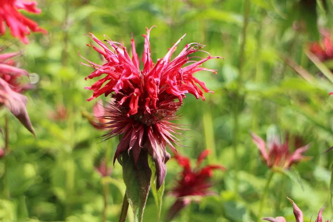 Bee balm red shaggy flower head growing among green foliage