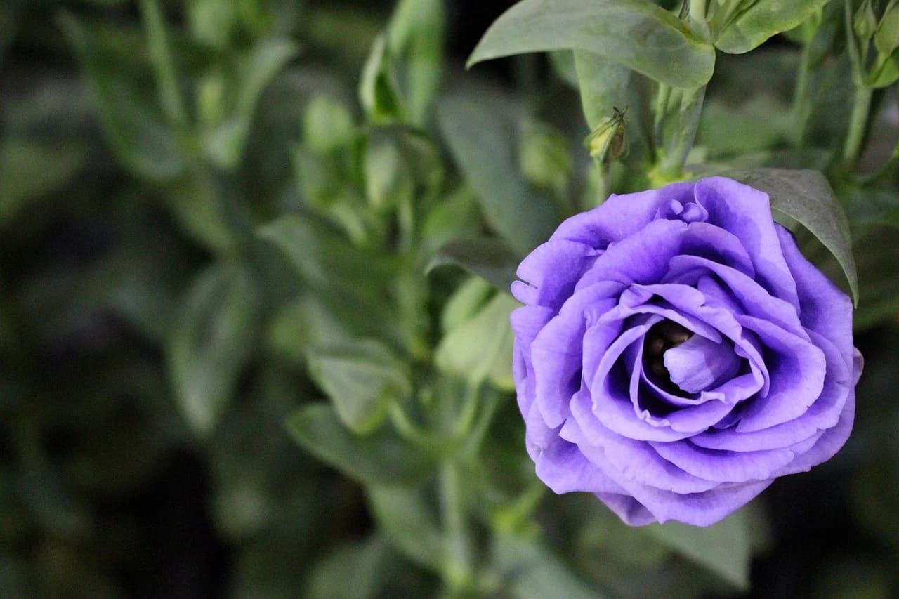 Lisianthus purple rose-like bloom growing on the plant with green leaves in the background