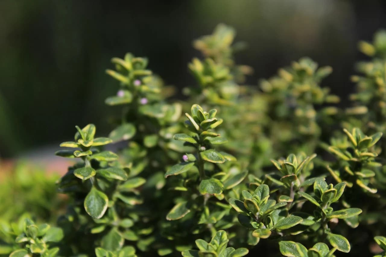 Thyme stems with small green leaves and tiny purple flowers against a dark blurred background