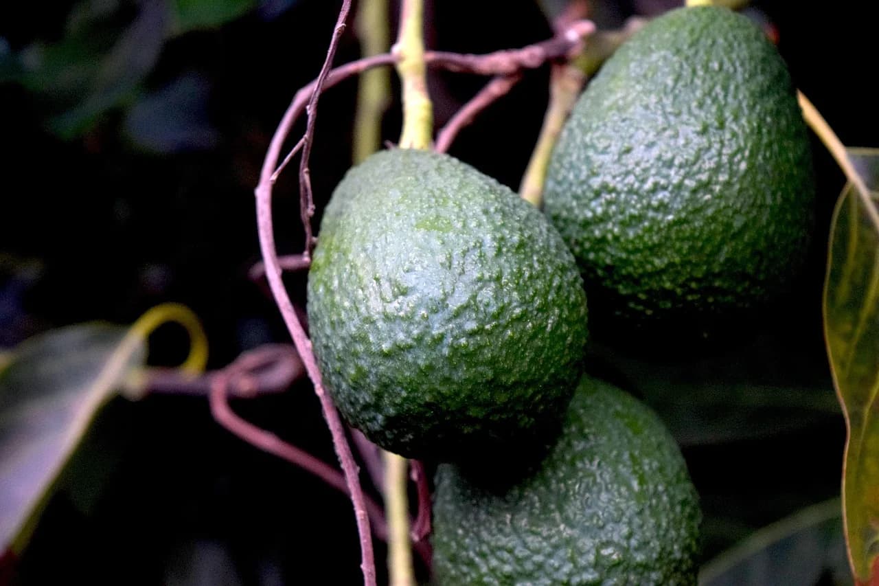 Avocado fruits hanging on a tree branch among dark green leaves