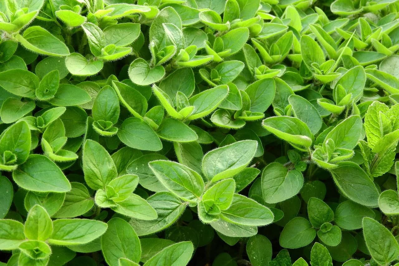 Marjoram plants growing densely with clustered green leaves and buds