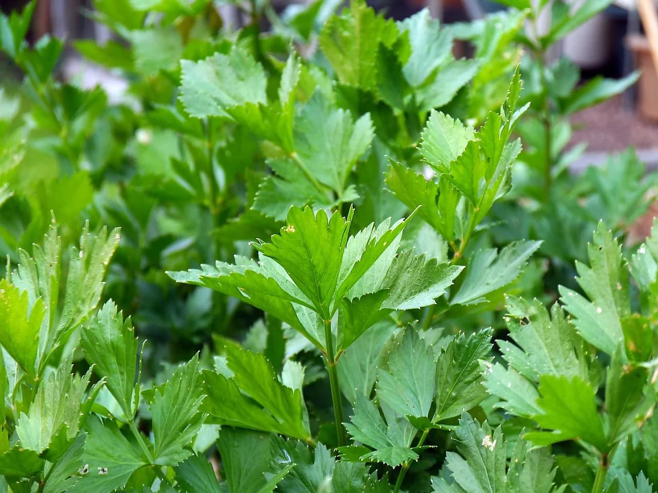 Lovage plant with deeply lobed glossy green leaves growing in a garden