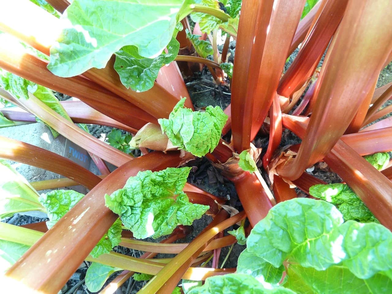 Rhubarb plant growing with red stalks and green leaves in a garden bed