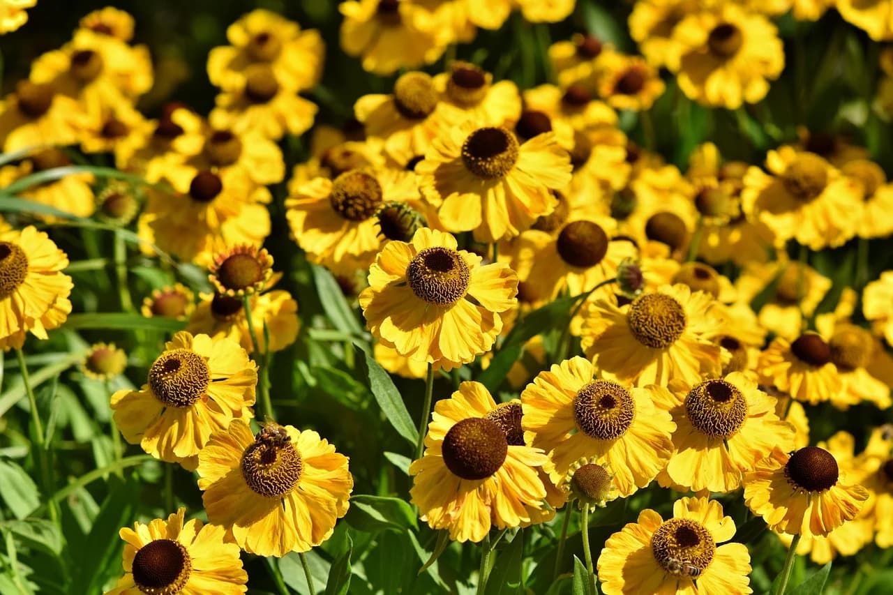 Sneezeweed plants with many yellow daisy-like flowers and brown domed centres growing in a garden bed