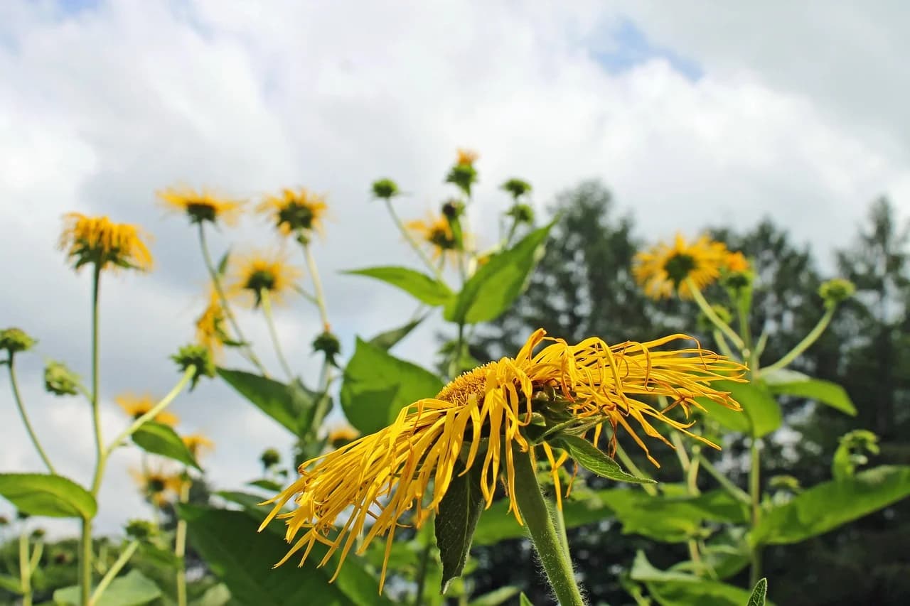 Elecampane plants with yellow flower heads and broad leaves growing in a field under a cloudy sky