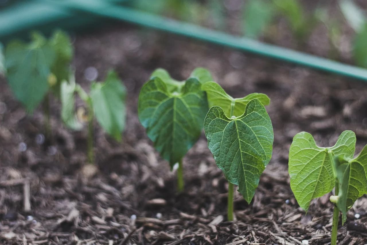 Young green bean seedlings with heart-shaped leaves growing in mulched garden soil