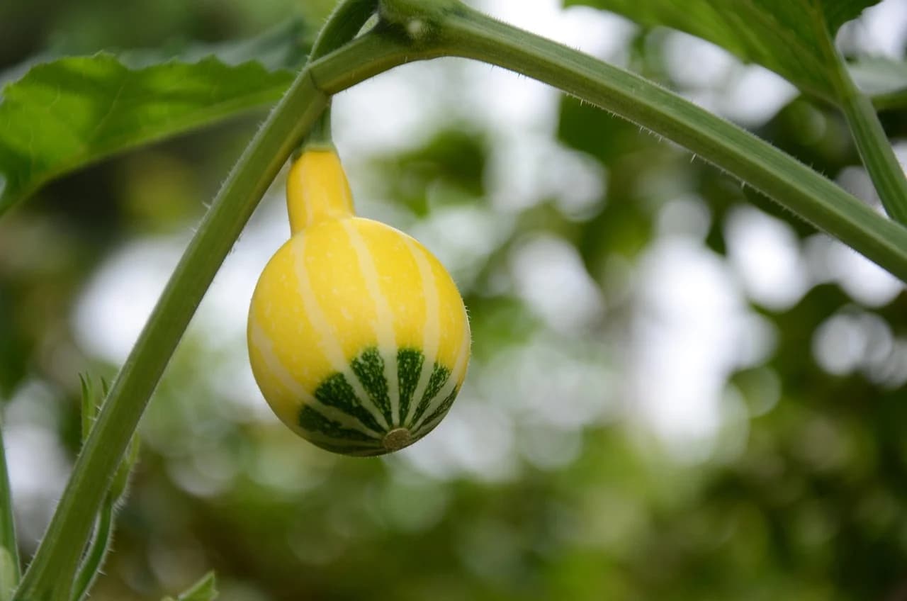 Ornamental gourd fruit with yellow and green stripes growing on a vine