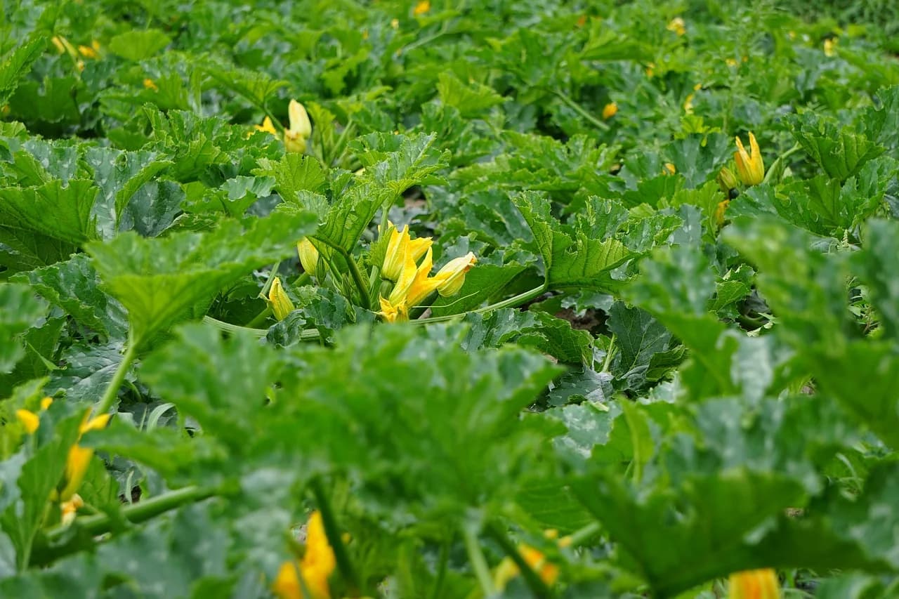 Zucchini plants with large lobed leaves and yellow flowers growing in a field