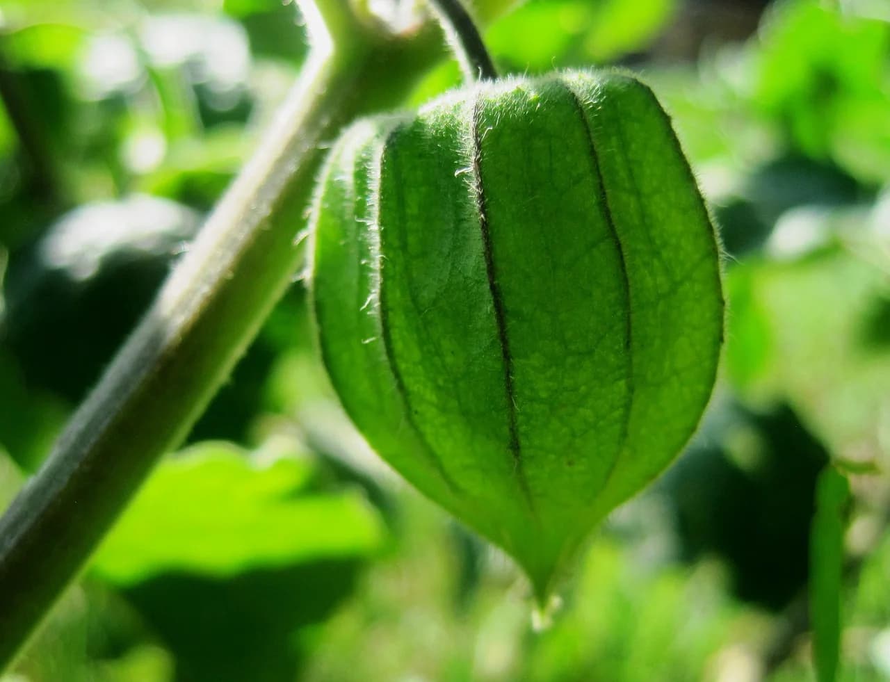 Ground cherry green husk with dark veins and fine hairs on a stem, close up