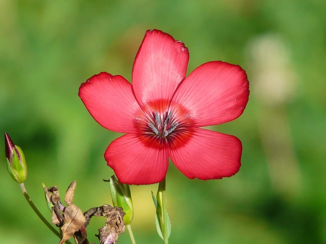 Scarlet Flax red flower with dark central eye, a closed bud and dried stems against a green background