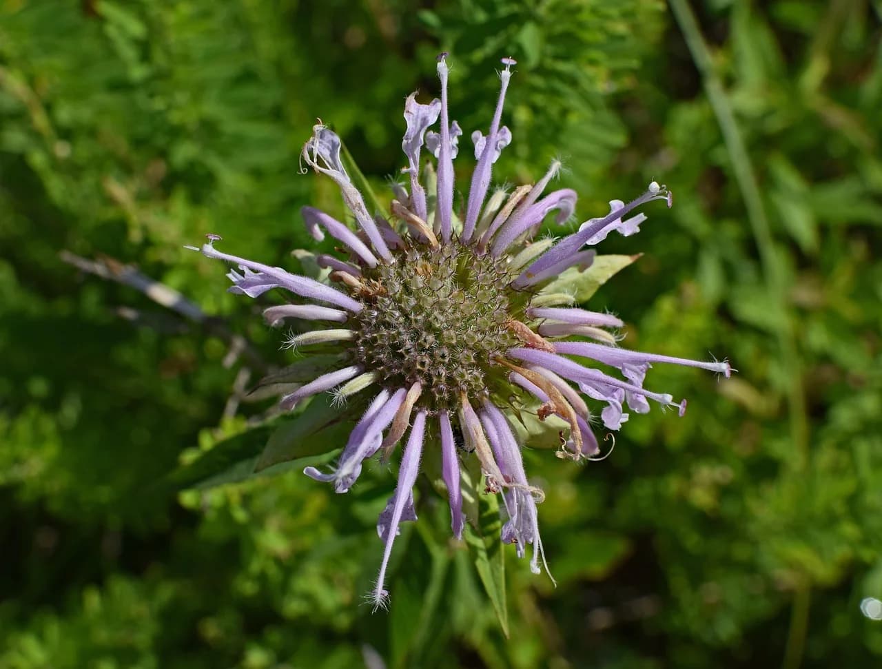 Wild bergamot flower head with lavender tubular florets and spiky bracts against green foliage