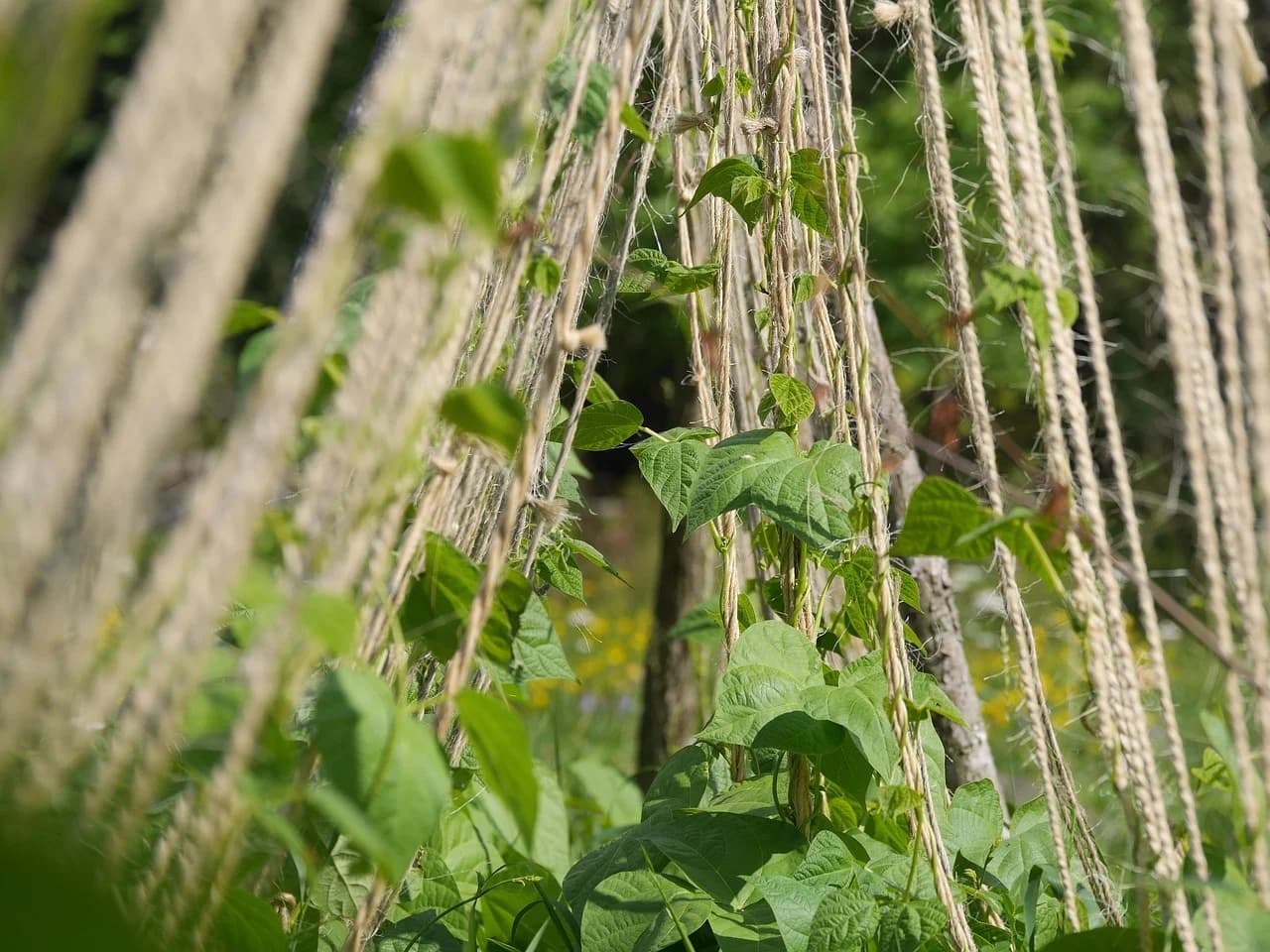 Pole bean plant climbing up vertical twine strings with green leaves in a garden