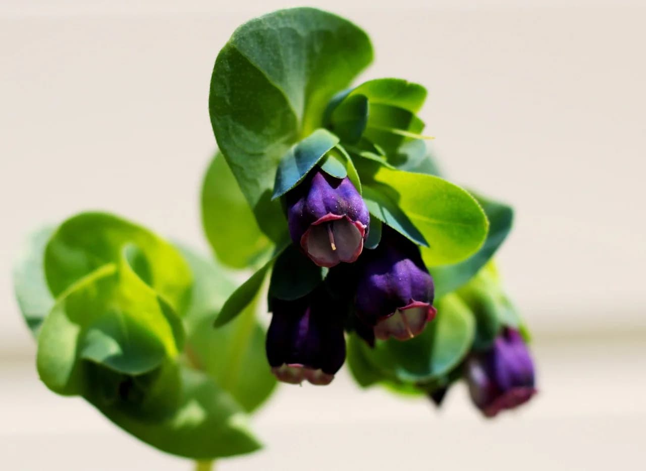 Cerinthe major plant with nodding purple bell-shaped flowers and blue-green leaves