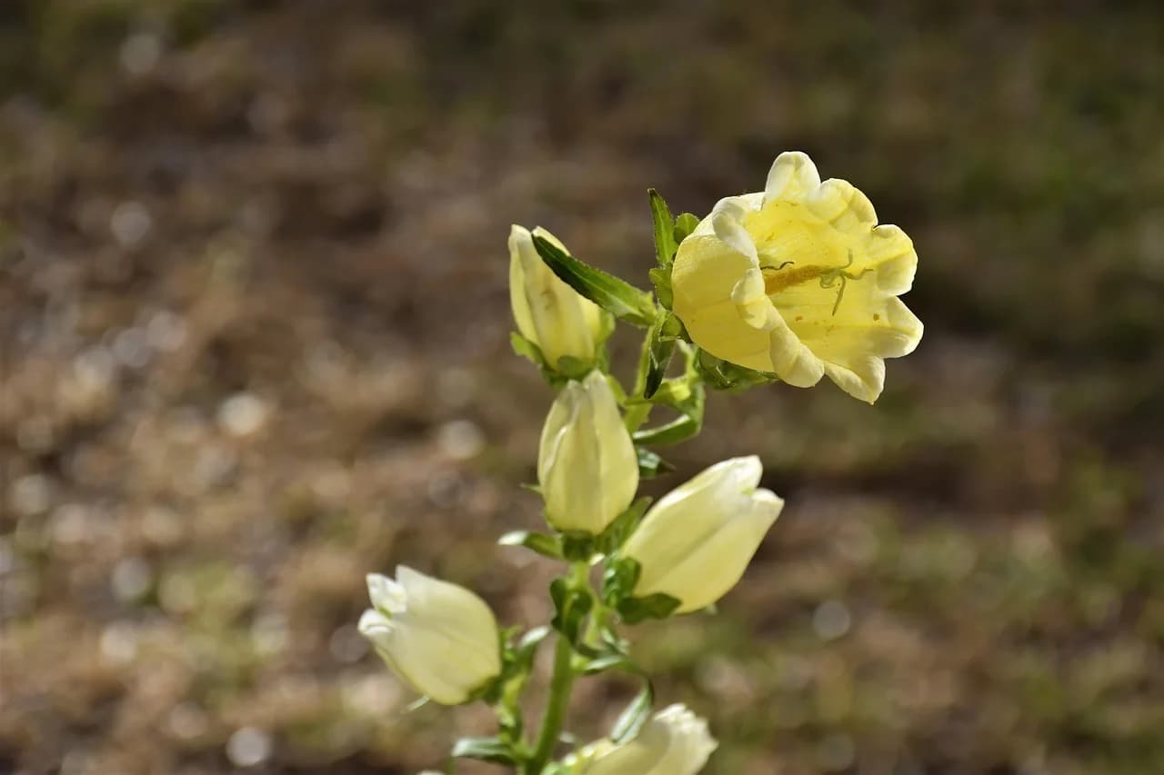 Canterbury bells with pale yellow bell-shaped flowers and buds on a stem