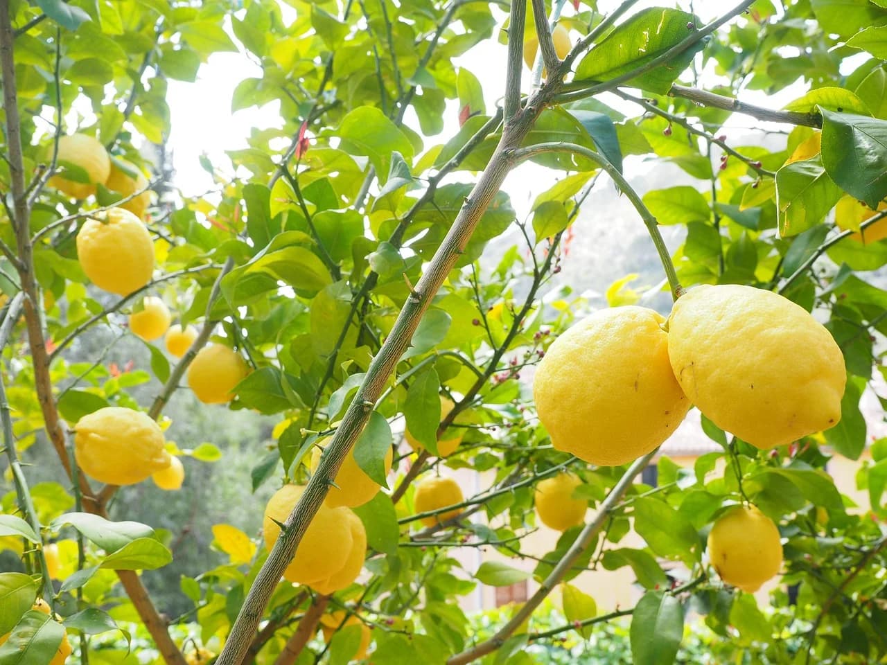 Lemon Tree branches heavy with ripe yellow lemons surrounded by green leaves