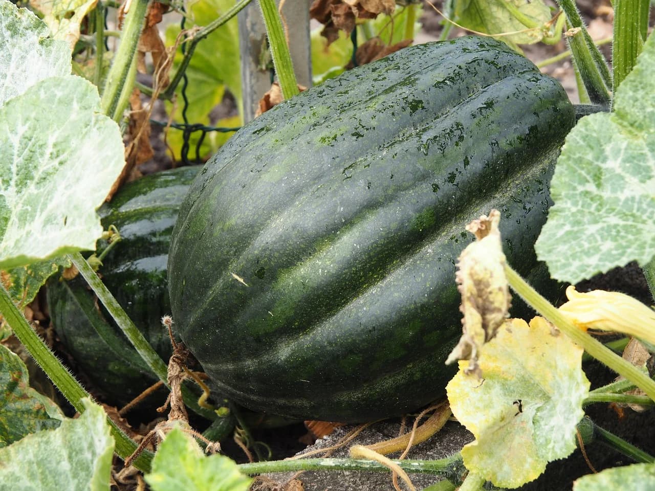 Acorn squash growing on the vine among large leaves and a yellow flower in a garden bed