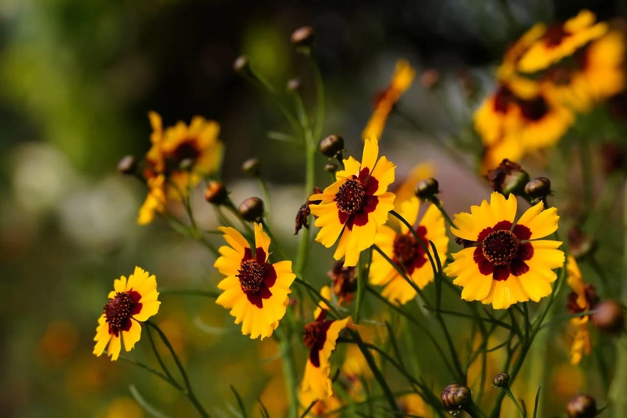 Coreopsis tinctoria plains coreopsis flowers with yellow petals and maroon centers growing on slender stems