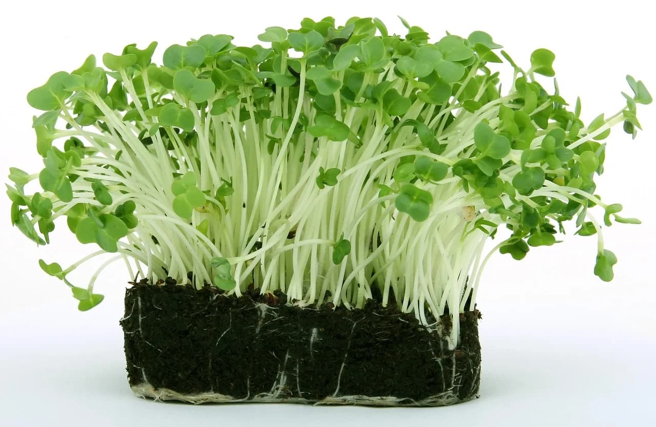 Garden cress seedlings with pale stems and round leaves growing from a block of dark soil