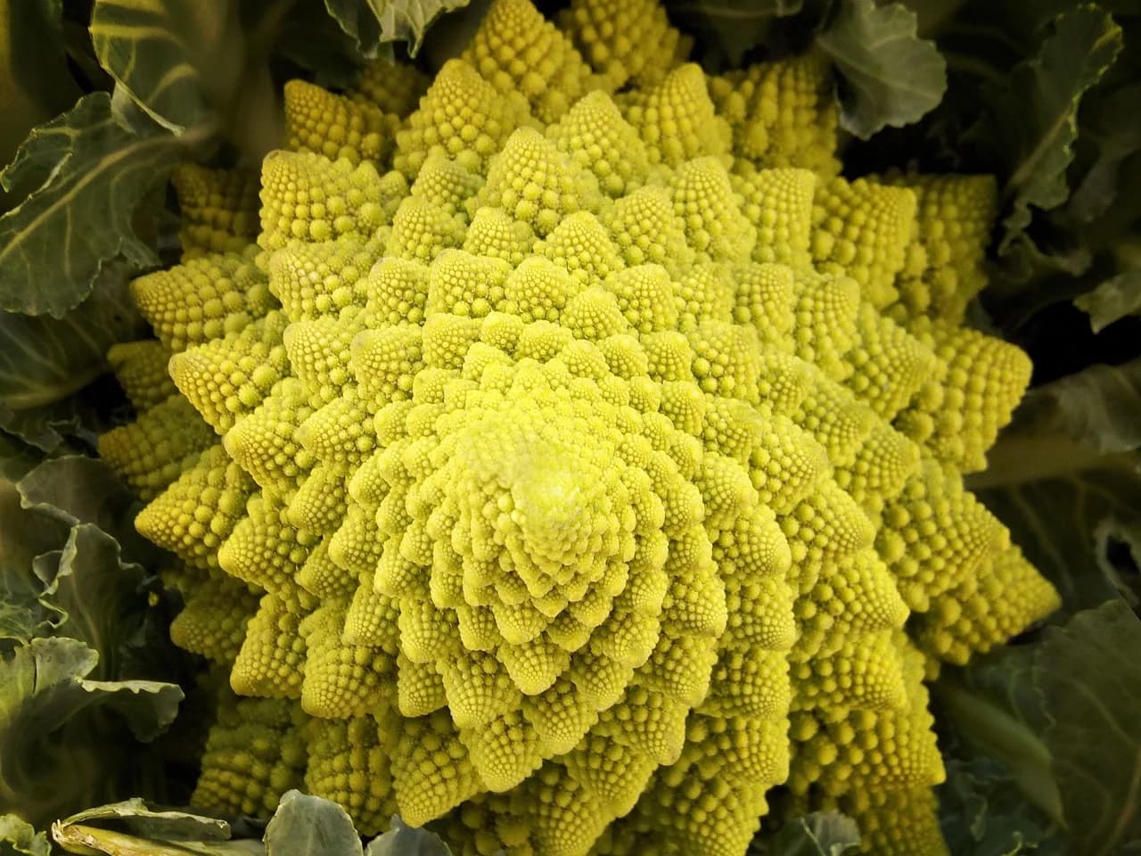 Romanesco head with spiral fractal florets surrounded by green outer leaves
