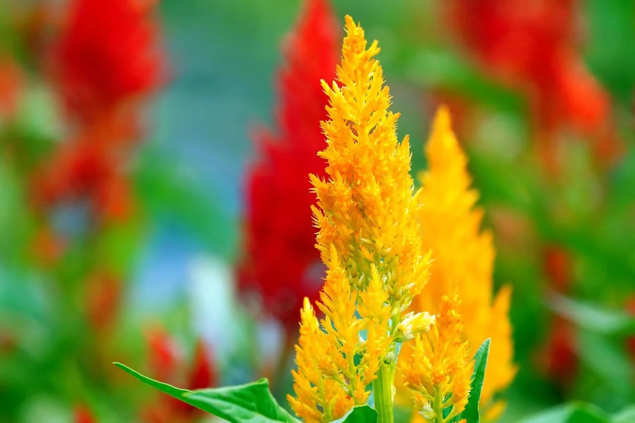 Yellow and red Celosia argentea plumed flower spikes growing in a garden bed