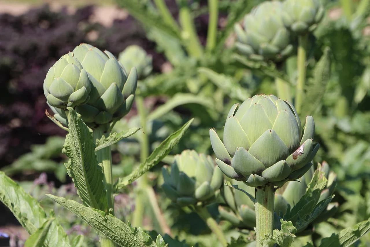 Globe artichoke buds growing on tall plants in a sunlit garden bed