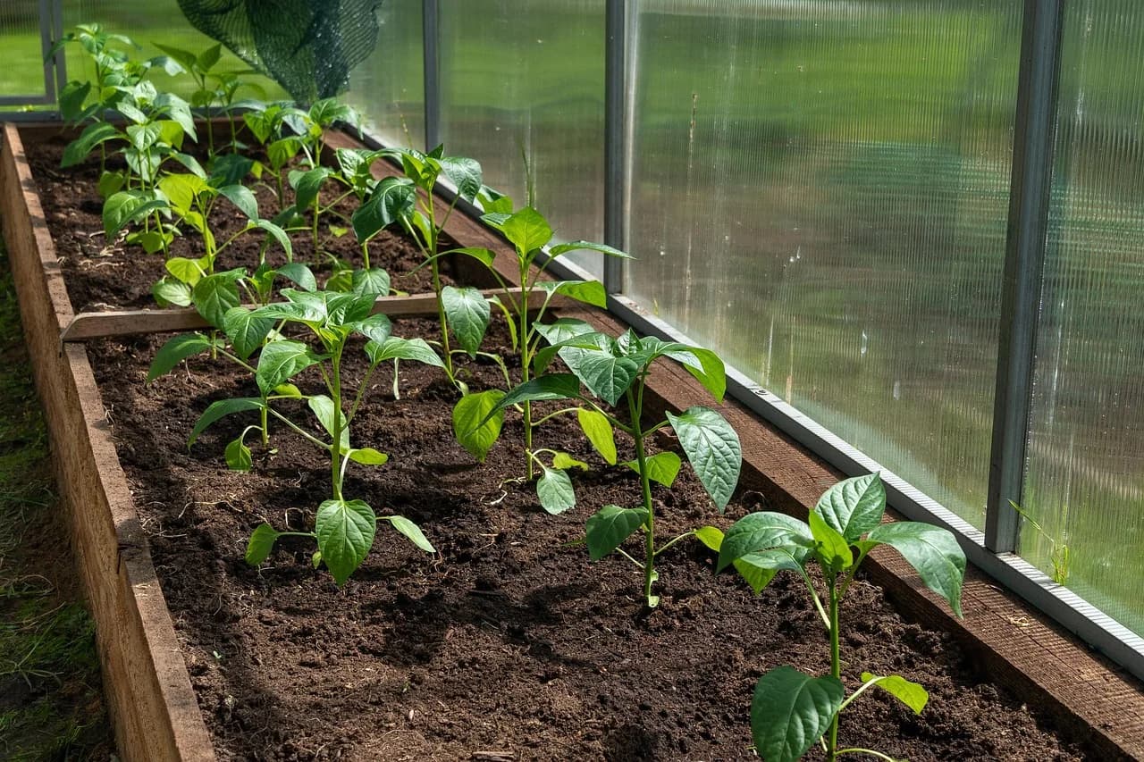 Pimento pepper plants growing in a raised bed inside a greenhouse
