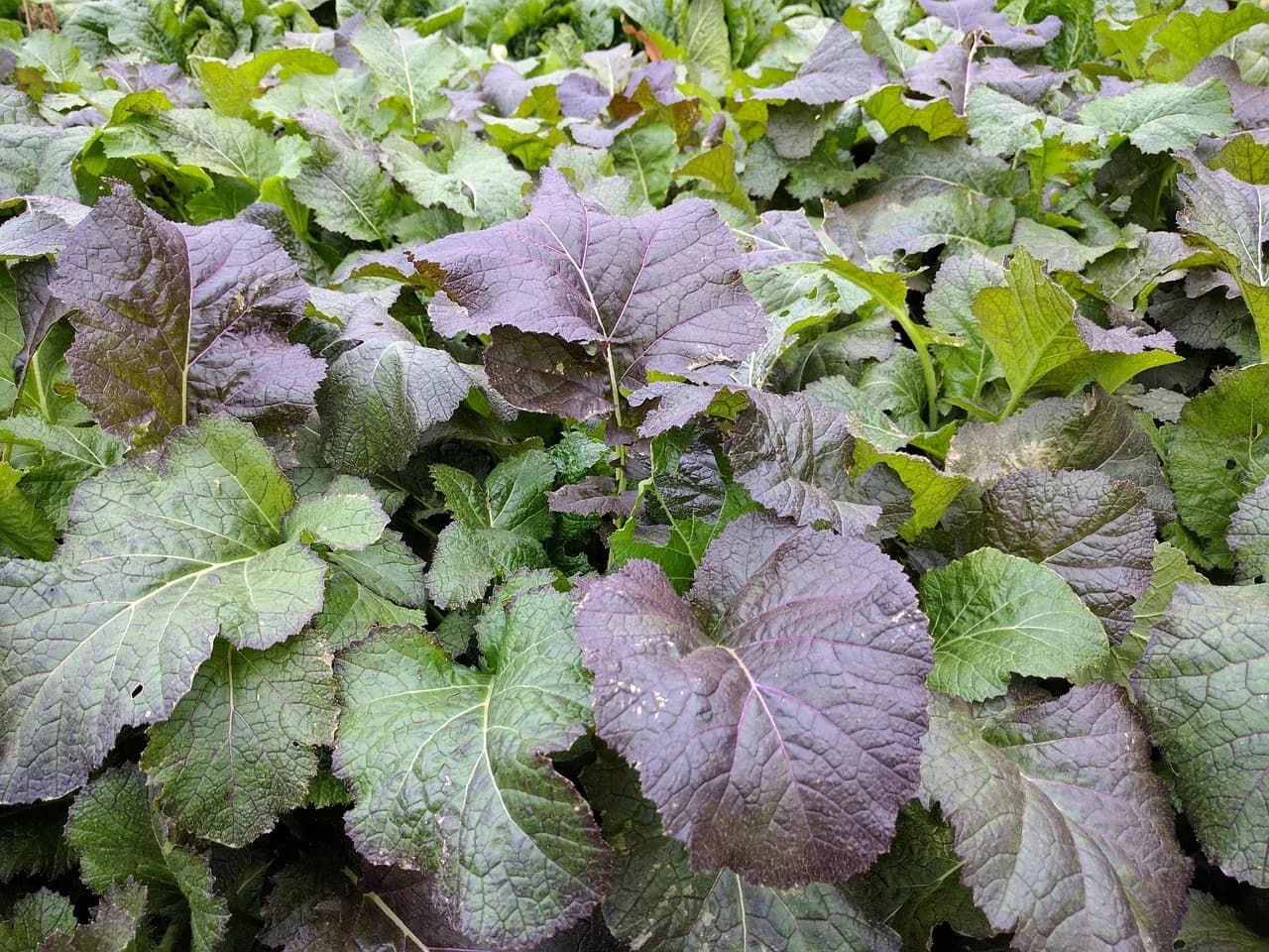 Mustard Greens plants with purple-red and green crinkled leaves growing densely in a garden bed