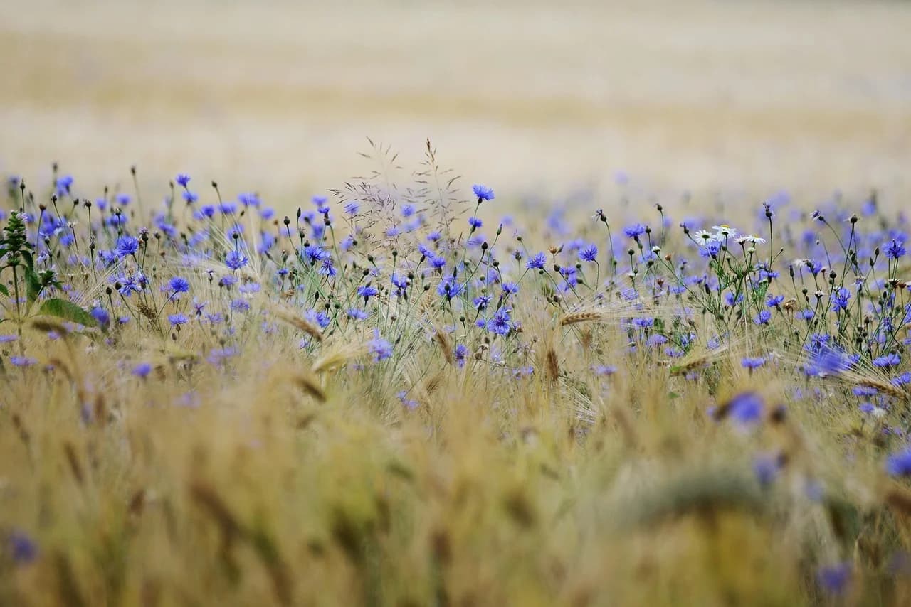 Cornflower plants with blue flowers growing among wheat stalks in a summer field