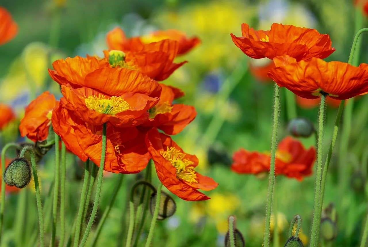 Iceland poppy plants with orange flowers and green buds growing among yellow wildflowers